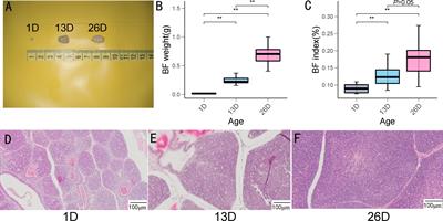 Transcriptome analysis revealed the roles of long non-coding RNA and mRNA in the bursa of Fabricius during pigeon (Columba livia) development